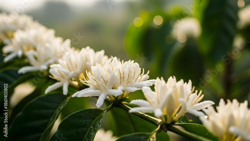 A close-up view of a coffee plant branch in full bloom, showcasing delicate white flowers and lush green leaves, capturing the essence of spring