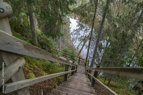 wooden bridge in the forest
