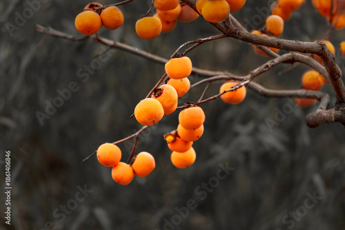The persimmons are ripe.