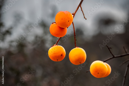 The persimmons are ripe.