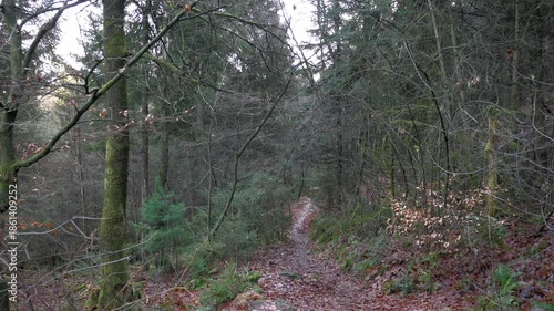 A wide shot panoramic view of a very dense, dimly lit pine or spruce forest, dominated by numerous tall, straight tree trunks. The scene conveys wilderness, depth, and ecology.
