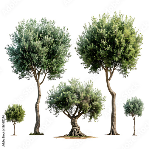 Rendered trees of various sizes with full, leafy canopies, set against a black backdrop