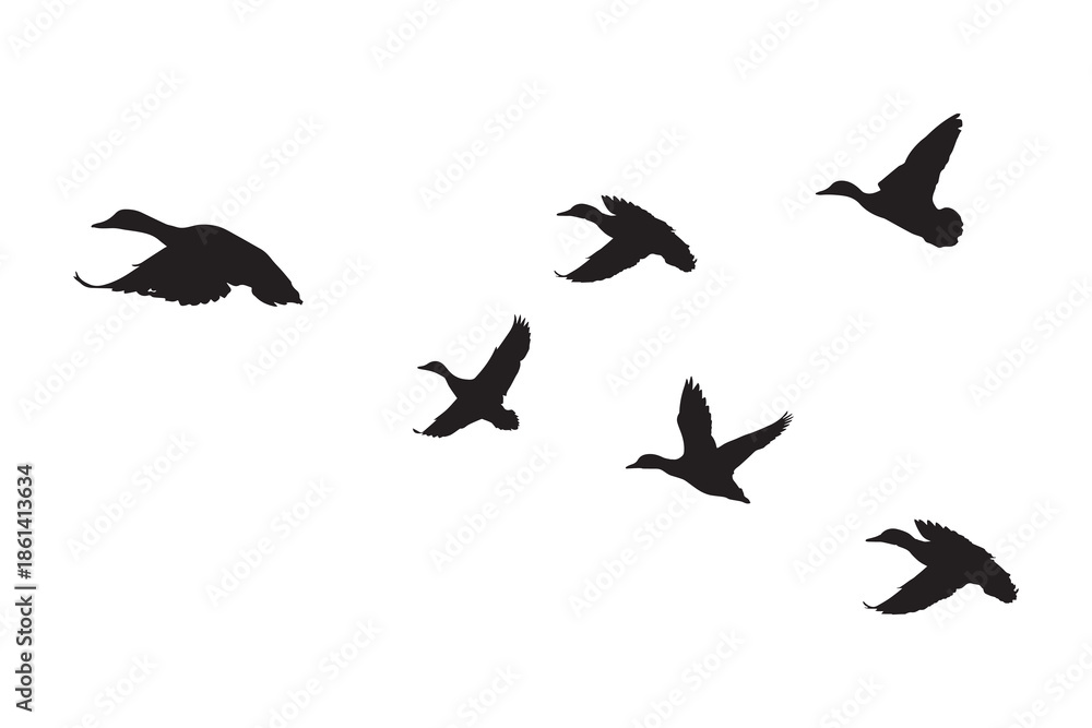 Obraz premium Flying duck flock silhouette isolated on a white background vector illustration