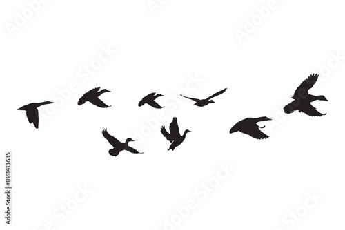 Flock of ducks flying in formation silhouette isolated on white