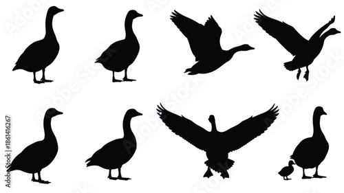 Set of Goose Silhouettes Including Canada Geese Standing Flying and Taking Off with Gosling Chick Isolated on White Background Vector