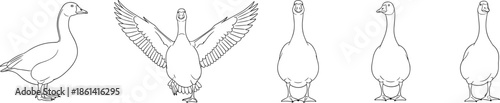 Set of Goose Line Art Vector Illustrations Showing Different Poses Including Flying Standing and Profile Views for Coloring Books and Farm Designs