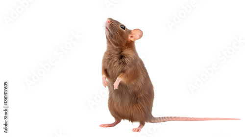 Brown mouse standing on hind legs in studio shot with soft natural lighting on white background for pest control or wildlife