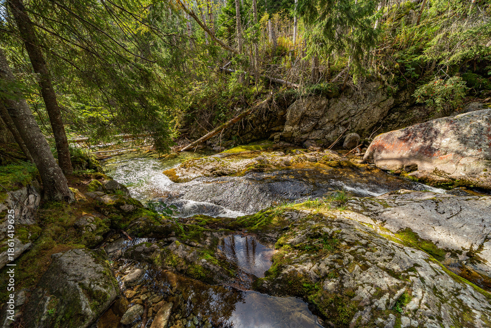 Obraz premium A crystal clear mountain river cascades over mossy rocks in a dense evergreen forest. Captured in the High Tatras National Park, Slovakia, showcasing pristine wild nature and sunlit water.