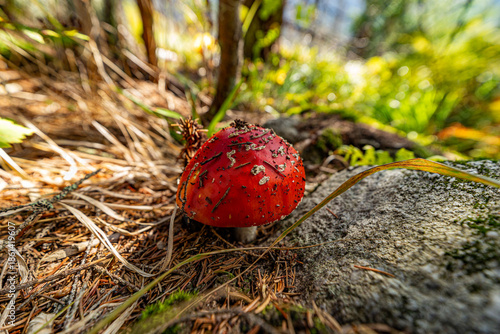 A vibrant red fly agaric mushroom with white spots growing on a mossy forest floor. Captured in the High Tatras National Park, Slovakia, with a soft sunlit background and green foliage.