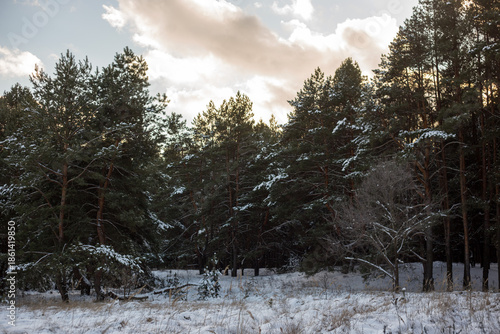 winter forest in the snow