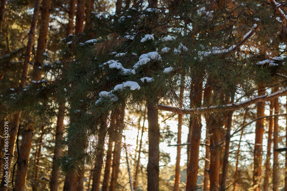 Fototapeta premium winter forest in the snow