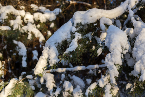 winter forest in the snow