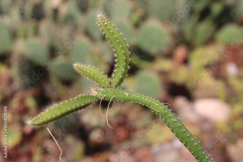 Selenicereus grandiflorus sukulent