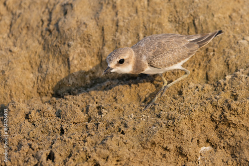 Kentish Plover (Charadrius alexandrinus) foraging on a sandy beach, wild shorebird in coastal habitat