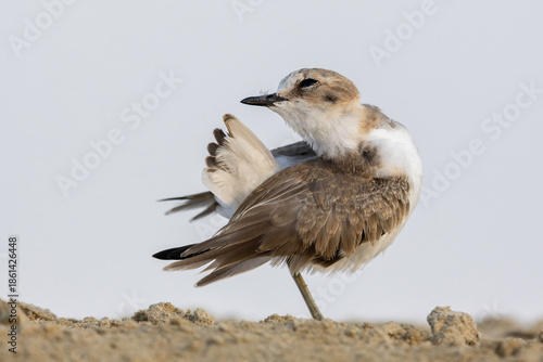 Kentish Plover (Charadrius alexandrinus) preening its feathers on a sandy beach, wild shorebird grooming in natural habitat