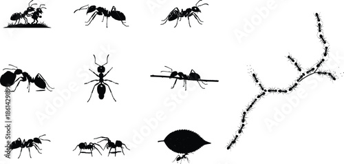 Silhouette of various insects and ants in different poses and shapes on a white background silhouette