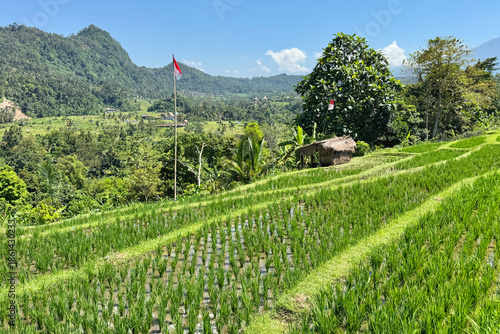 Beautiful landscape of rice terrace in the rural village in Bali, Indonesia