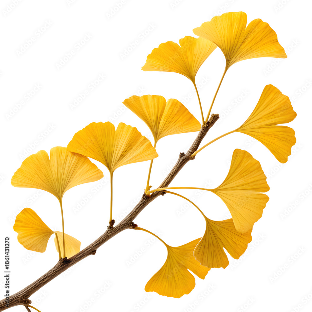 Fototapeta premium yellow autumn leaves
