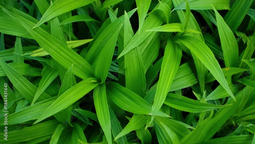 Fototapeta premium Lush green foliage with pointed leaves overlapping in a dense pattern plant nature