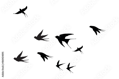 Dynamic Swallow Bird Flock Silhouette Vector Illustration Isolated on White