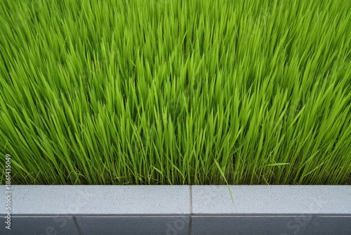 Vibrant green grass blades growing in a textured grey planter lush foliage growth