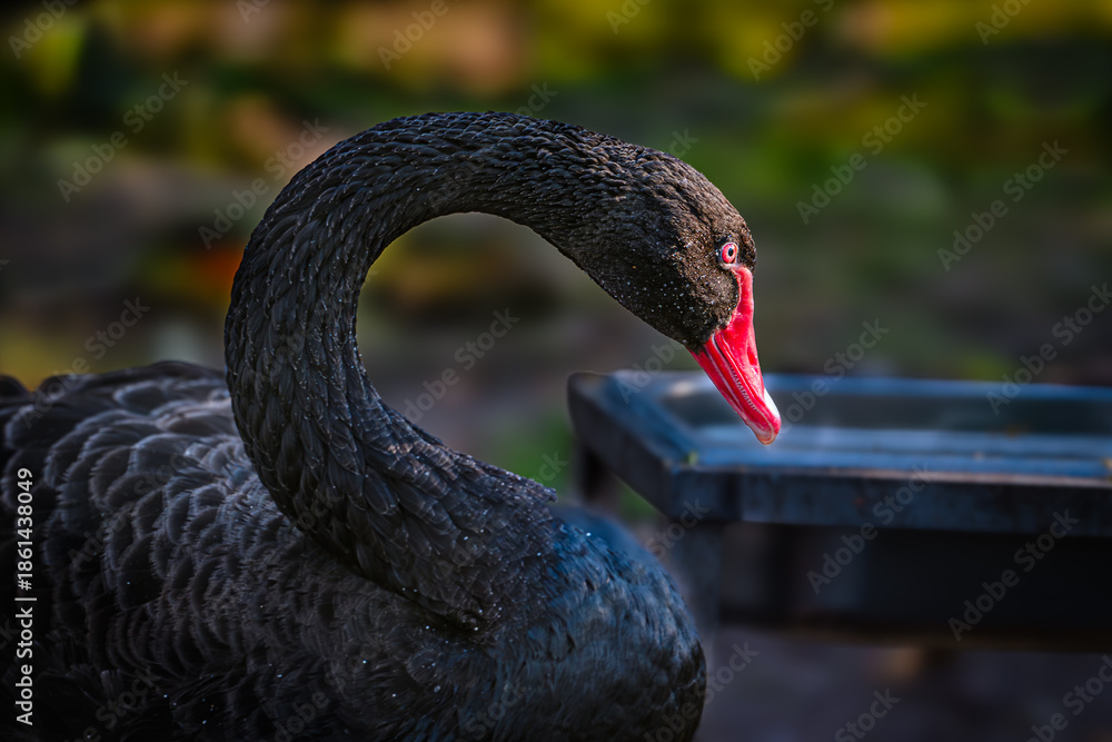 Obraz premium black swan on the lake