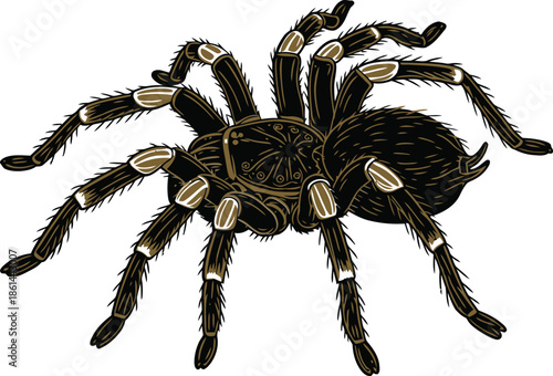 Detailed Illustration of a Hairy Tarantula Spider on White Background