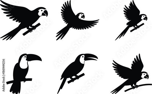A collection of black silhouette illustrations depicts various tropical birds, including macaws and toucans, in different poses of flight and perching.