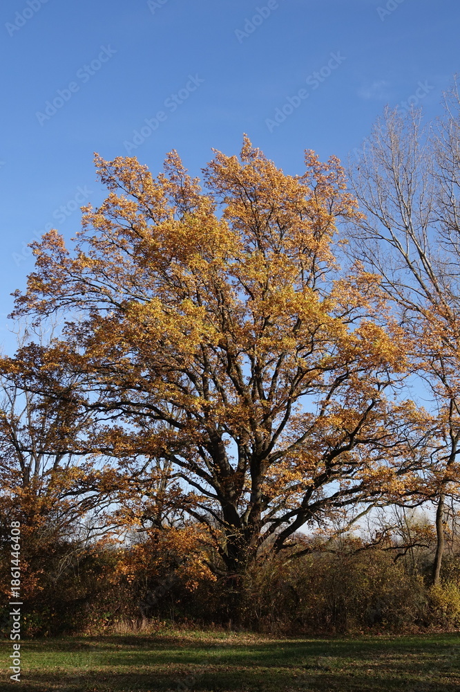 Fototapeta premium Waldrand im Herbst