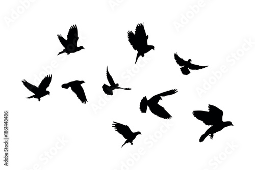 Flying Pigeon Flock Silhouette vector Isolated on White Background
