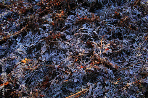 Frost covered Fern Leaves