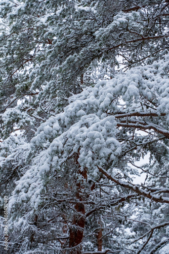 Snow covered pine tree branches in a quiet winter forest, heavy layer of fresh white snow on needles and twigs, cold frosty weather, natural woodland scenery with soft light and muted colors.