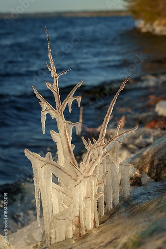 Frozen coastal plant covered in thick icicles at rocky shoreline, closeup winter nature scene with clear ice formations, blue lake water and soft golden sunlight creating dramatic seasonal landscape.