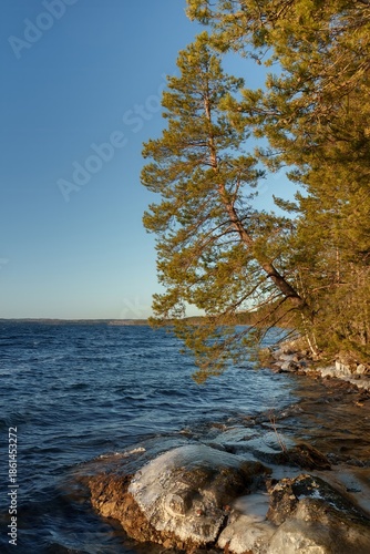Pine tree leaning over rocky shoreline of a blue lake, illuminated by warm evening sunlight, with gentle waves and patches of ice on coastal stones under clear cloudless sky in a calm northern