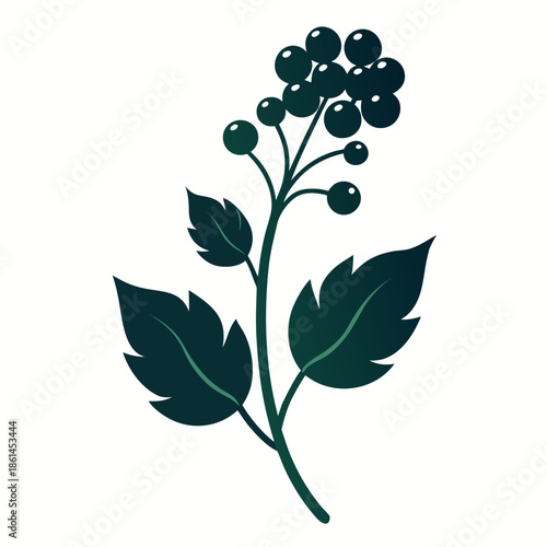  baneberry alaska silhouette vector on white