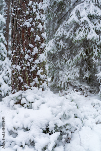 Close up of a tree trunk covered with fresh snow in a quiet winter forest, soft white snowdrifts at the base and frosty evergreen branches in the background, serene cold weather woodland landscape.