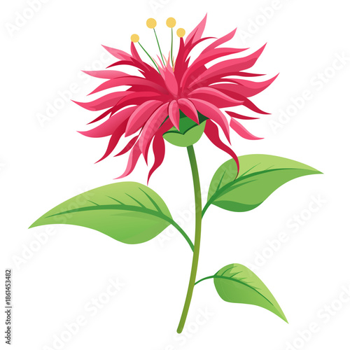 vector illustration bee balm petite wonder flower on white background