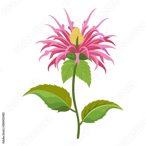 bee balm petite wonder with a branch
