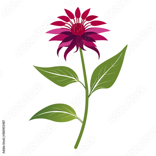 bee balm petite wonder flower vector isolated 