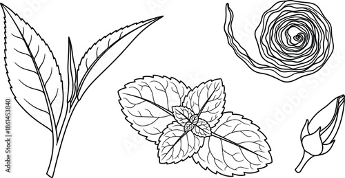 Line art vector set of 5 Tea Leaves shapes fresh tea leaf dried tea curl mint leaf and tea bud
