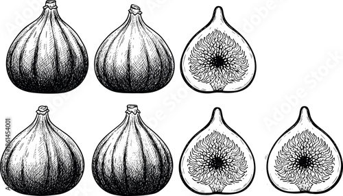 Hand Drawn Vintage Ink Illustration of Whole and Halved Fig Fruits with Internal Seeds for Organic Food Label Design Graphics