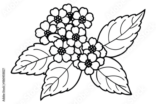 lantana silhouette line art vector illustration with a white background