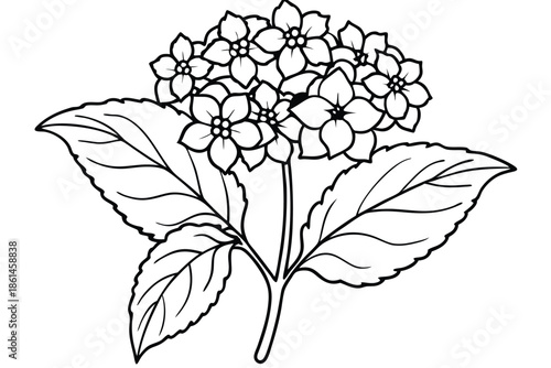 lantana silhouette line art vector illustration with a white background