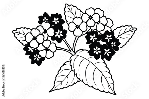 lantana silhouette line art vector illustration with a white background