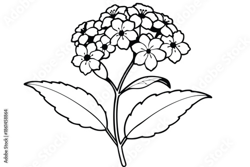 lantana silhouette line art vector illustration with a white background