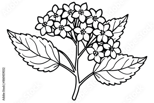 lantana silhouette line art vector illustration with a white background