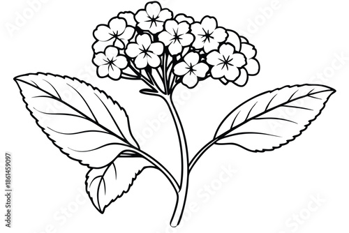 lantana silhouette line art vector illustration with a white background
