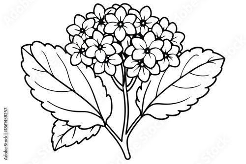 lantana silhouette line art vector illustration with a white background