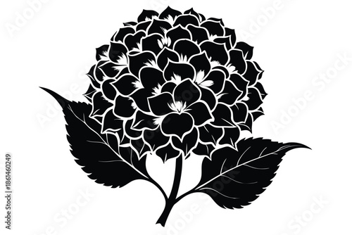 hydrangea silhouette line art vector illustration with a white background