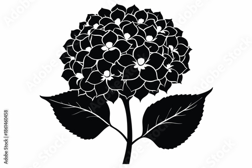 hydrangea silhouette line art vector illustration with a white background